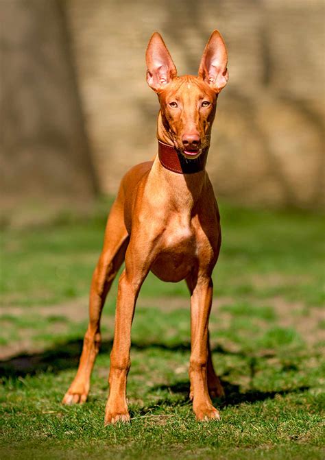 Pharaoh Hound Dog Breed Information and Images K9 Research Lab
