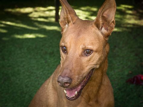 88+ Pharaoh Hound Doberman Mix l2sanpiero