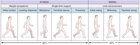 Phase 3: Defining the Body and Legs