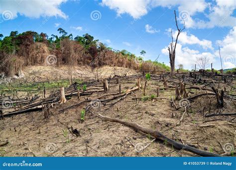 Philippines deforestation