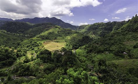 Philippines vegetation importance