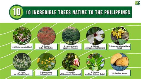 Philippines vegetation types