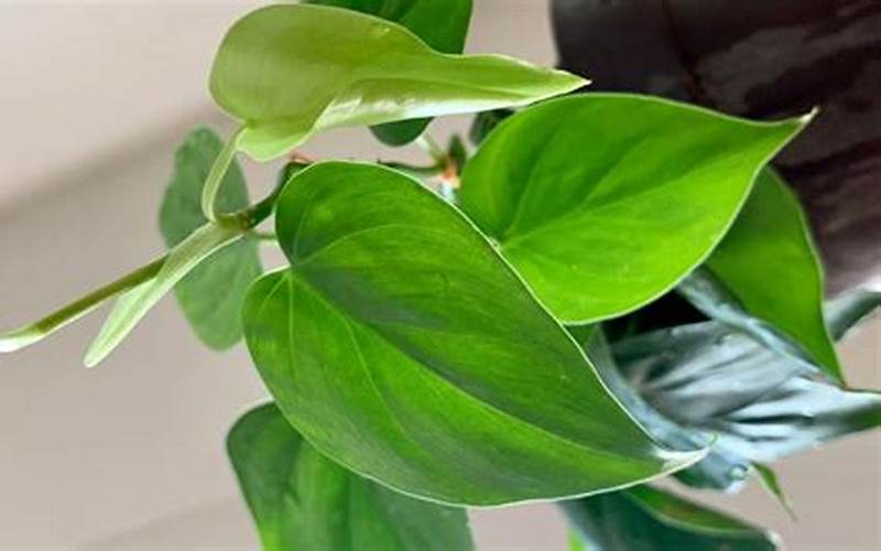 Philodendron Light