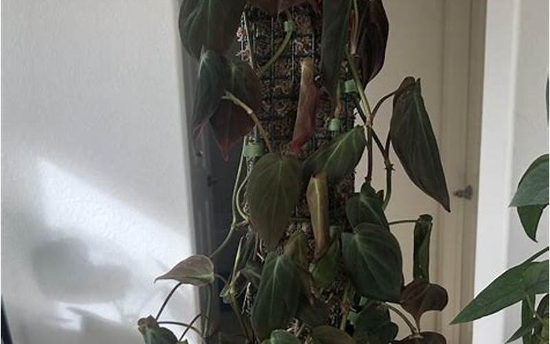 Philodendron Stress