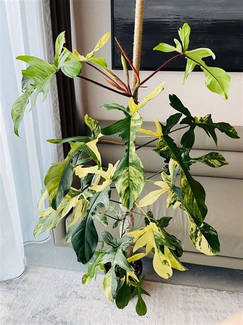 Discover the Timeless Elegance of Philodendron Florida Beauty - Your Ultimate Guide to Cultivating this Enchanting Houseplant!