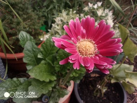 Phonemax M10 Camera samples