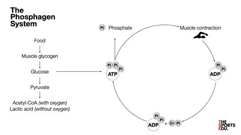Phosphagen System
