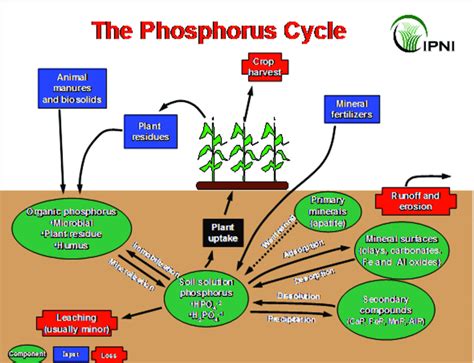 Phosphorus in Hydroponics