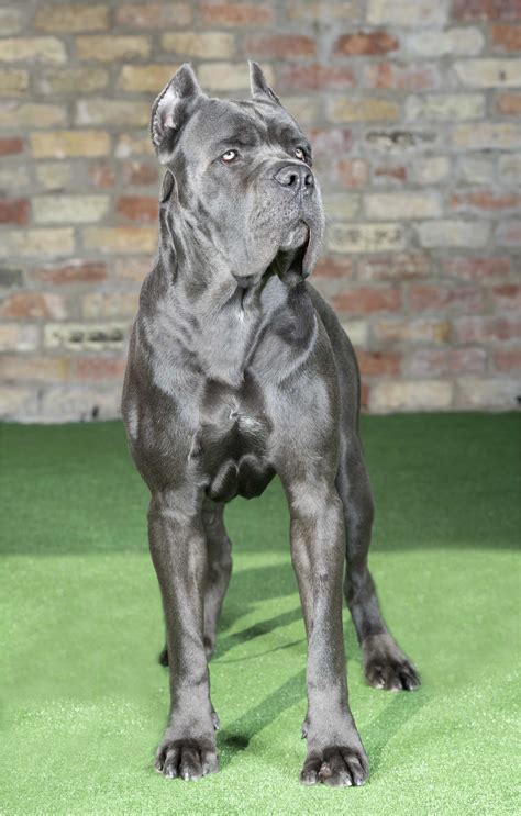 Photo Cane Corso Bleu Adulte: A Majestic And Powerful Breed