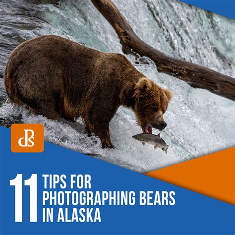 Photographing Bears Alaska