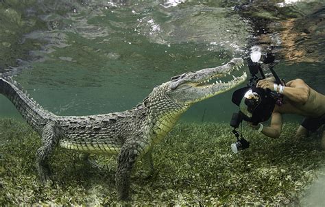 Photographing Crocodiles