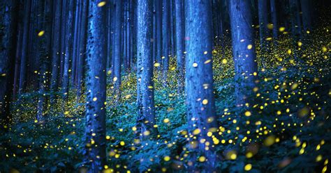 Photographing Fireflies