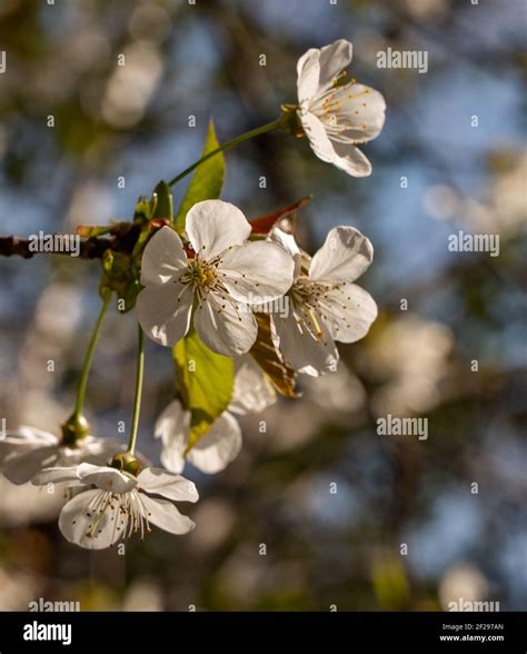 Photographing Flora and Fauna