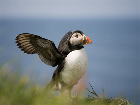 Photographing Puffins