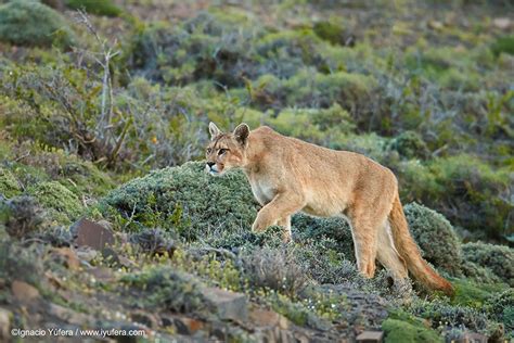 Photographing Pumas Safely
