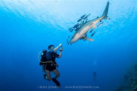 Photographing Sharks