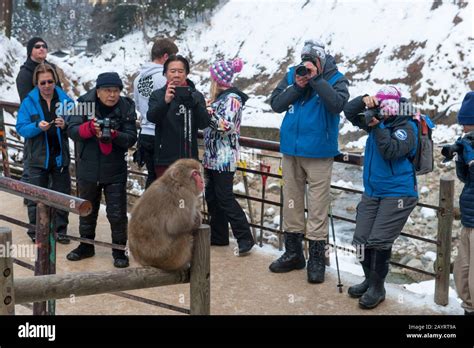Photographing Snow Monkeys