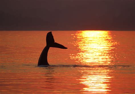Photographing Whales