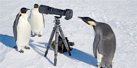 Photographing penguins safely