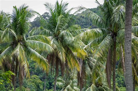 Photographing the Coconut Forest