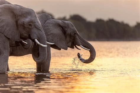 Photography Elephant