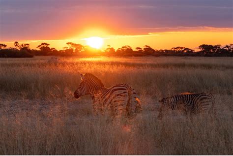 Photography Tips for Sunset Safari