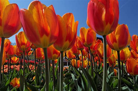 Photography Tips for Tulip