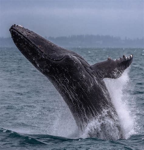 Photography Tips for Whale Watching