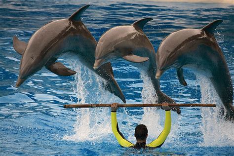 Photography at Dolphin Show