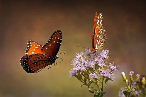 Photography butterfly