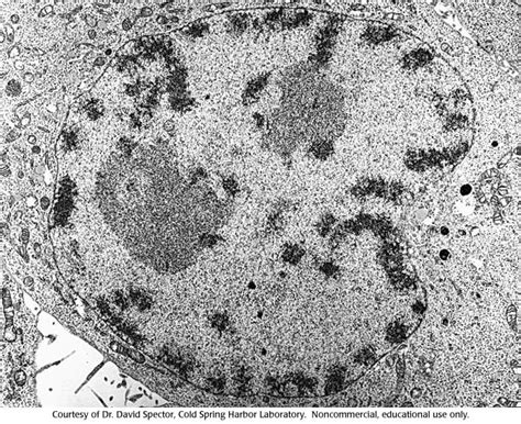 Single Cell