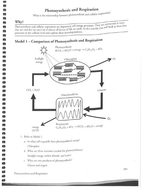 Photosynthesis And Respiration Worksheet Answer Key