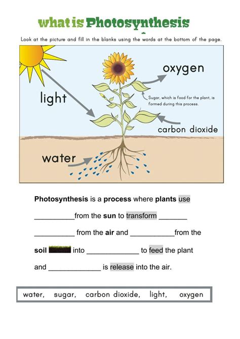 Photosynthesis Worksheet And Answers
