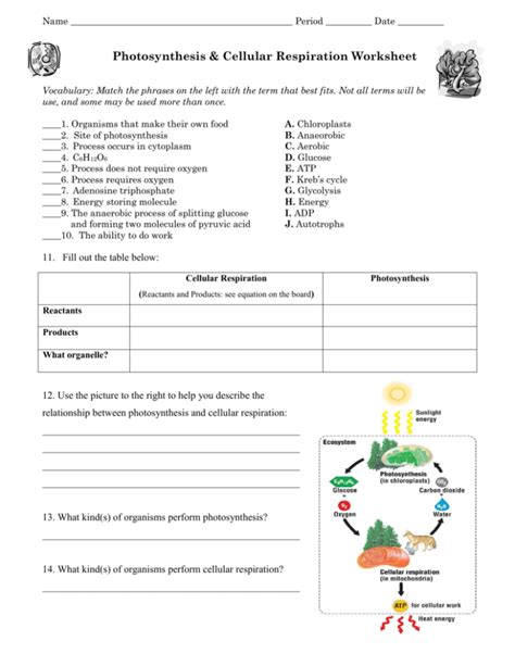 Photosynthesis & Cellular Respiration Worksheet Answers