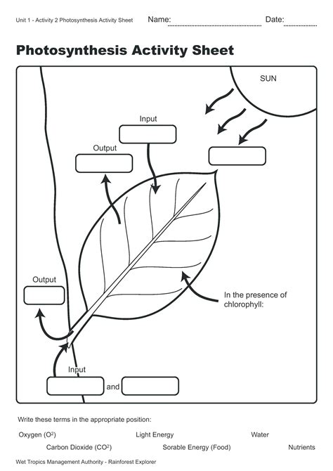 Photosynthesis Coloring Worksheet Middle School