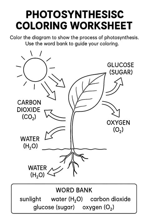 Photosynthesis Coloring Worksheet Pdf