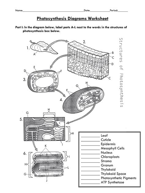 Photosynthesis Diagrams Worksheet Answers