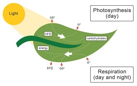 Photosynthesis Leaf Diagram