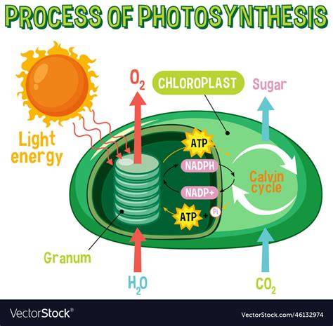 Diagram showing the process of photosynthesis
