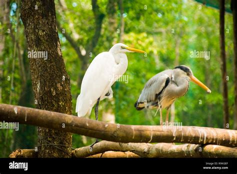 Phu Quoc flora fauna