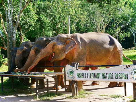 Phuket Elephant Reserve