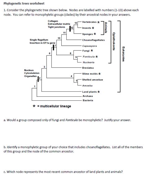 Phylogenetic Tree Practice Worksheet With Answers