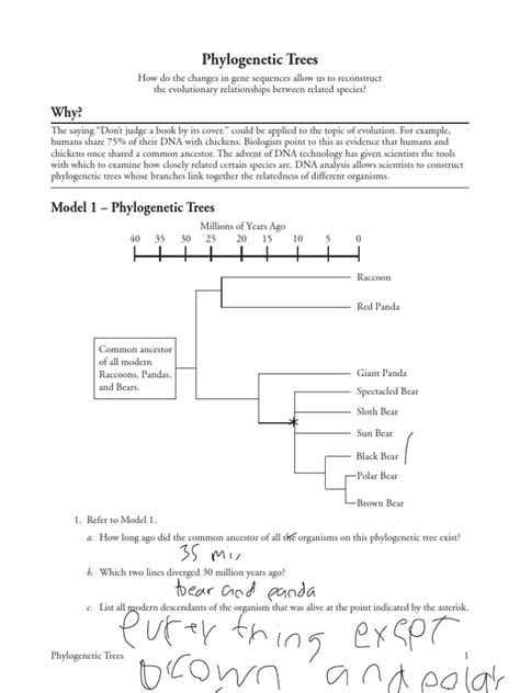 Review Of Phylogenetic Tree Pogil Answer Key: Explore Evolutionary Relationships 2023