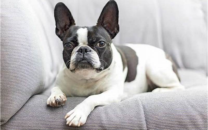 Physical Appearance Of Frenchton And French Bulldog