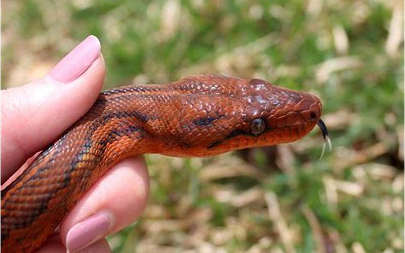 Physical Characteristics Of The Red Dominican Mountain Boa