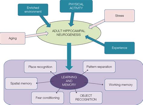 Physical Activity and Neurogenesis