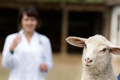 Physical Health and Veterinary Oversight