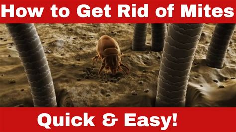 Physical Methods: How To Get Rid Of Book Mites Immediately