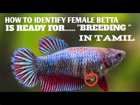 Physical Signs of Betta Fish Ready to Mate