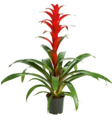 Guzmania - Colore Rosso - acquista su Lovisetto Garden - Piante da
